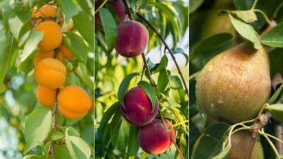 4 Reasons Why It's Fun to Shop For Fruit Trees Online