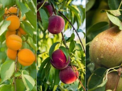 4 Reasons Why It's Fun to Shop For Fruit Trees Online