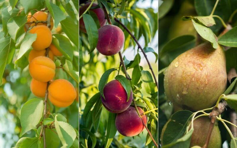 4 Reasons Why It's Fun to Shop For Fruit Trees Online