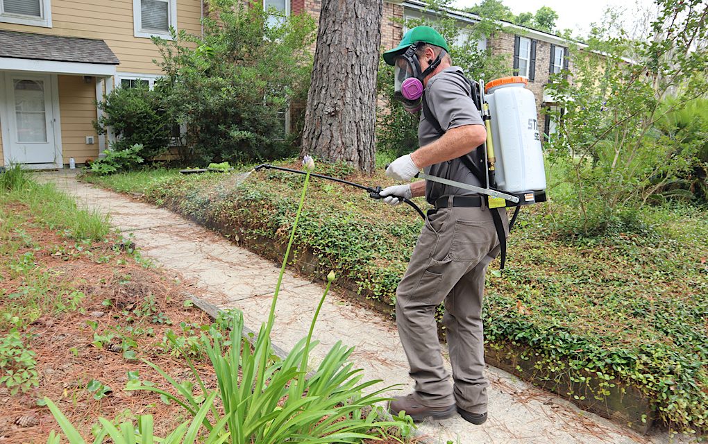 Preparedness Against Pests in Centennial