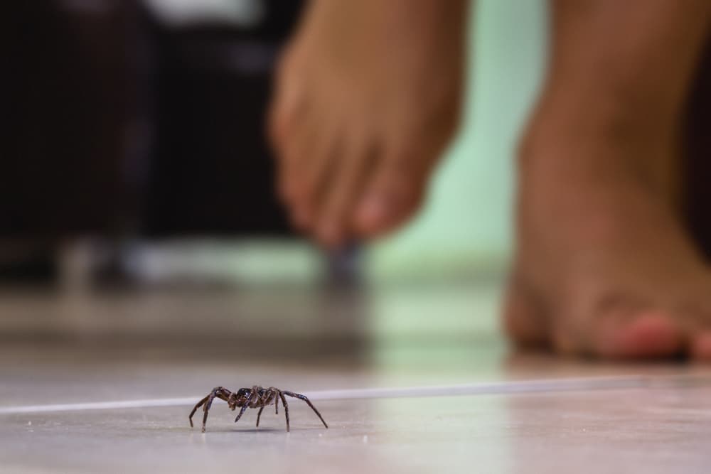 Spiders in Your Lockhart